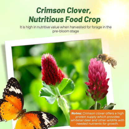 Outsidepride Crimson Clover Seeds - 1/4 lbs. Annual, Nitrocoated, & Inoculated Ground Cover Seeds