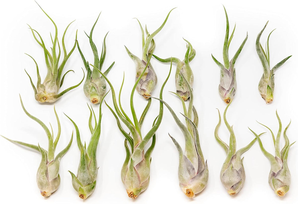 Tillandsia Caput Medusae Air Plants - Live Succulent House Plants - Available in Wholesale and Bulk