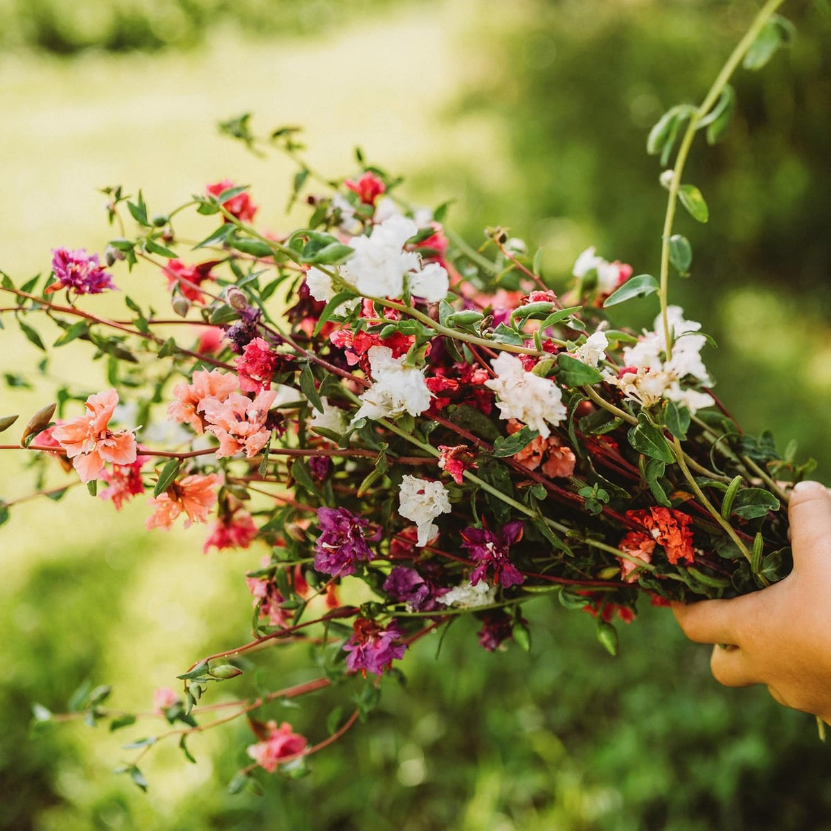 Mountain Garland Mix (Elegant Clarkia) - 250 Seeds - Beautiful Pink, Purple & White Flowers