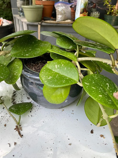 Gardenera Hoya Plant Premium Potting Mix - 5 Quart - Optimal Balance for Thriving Hoyas: Air