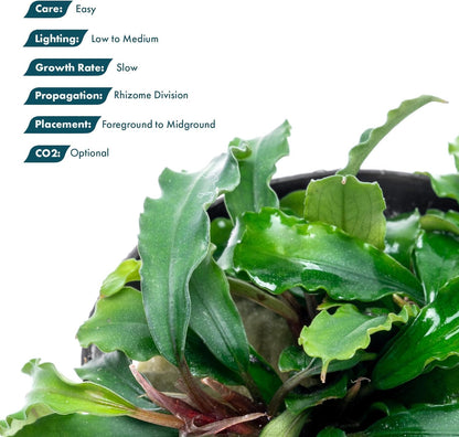 SubstrateSource Live Plants - Bucephalandra Theia - Low Light, Green, Red, Purple Accent for