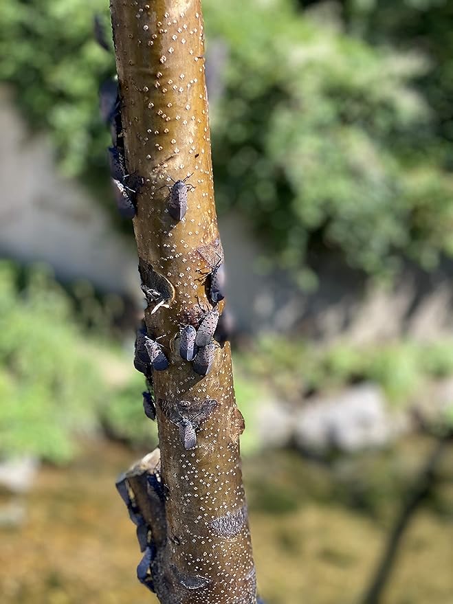 Spotted Lanternfly Tree Trap, Catch Lanternfly Without Catching Other Wildlife, Natural and Non