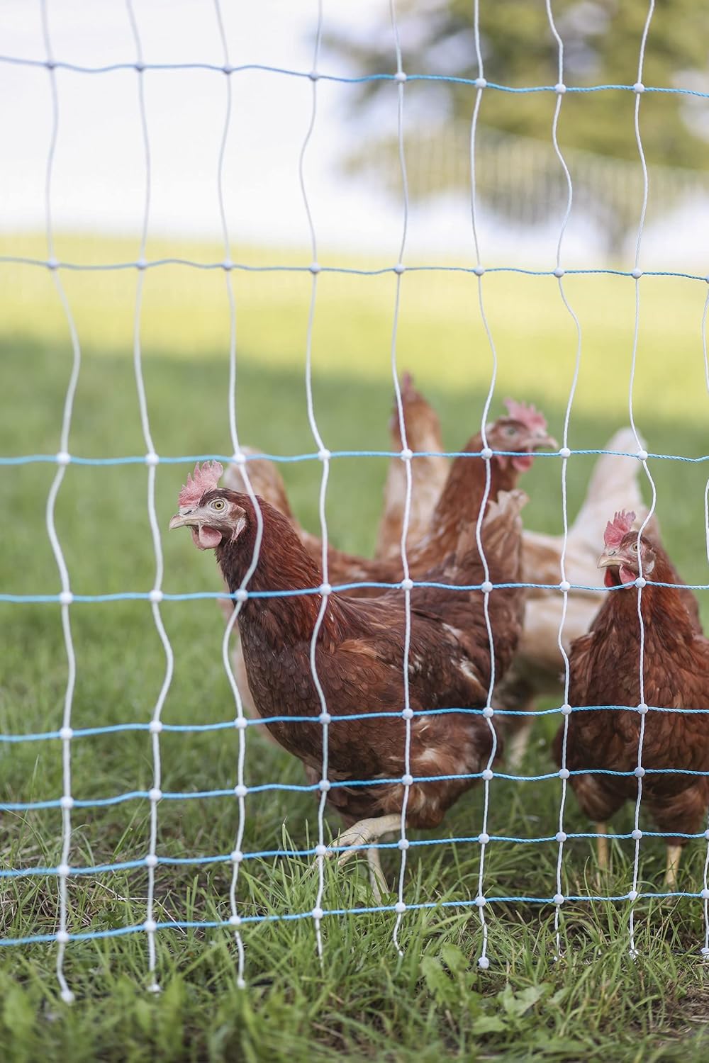 Starkline 42" x 164' Standard Electric Poultry Netting Solar Kit | All-in-One Electric Fence Kit