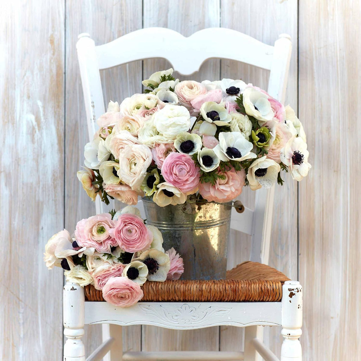 Eden Brothers Anemone & Ranunculus Bulbs - Paris in Spring Collection
