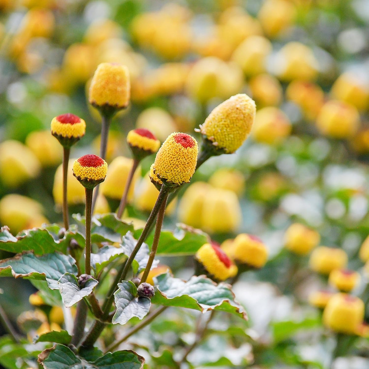 Outsidepride Toothache Plant Seeds - 5000 Pcs. Perennial, Easy to Grow & Pollinator Friendly, Herb