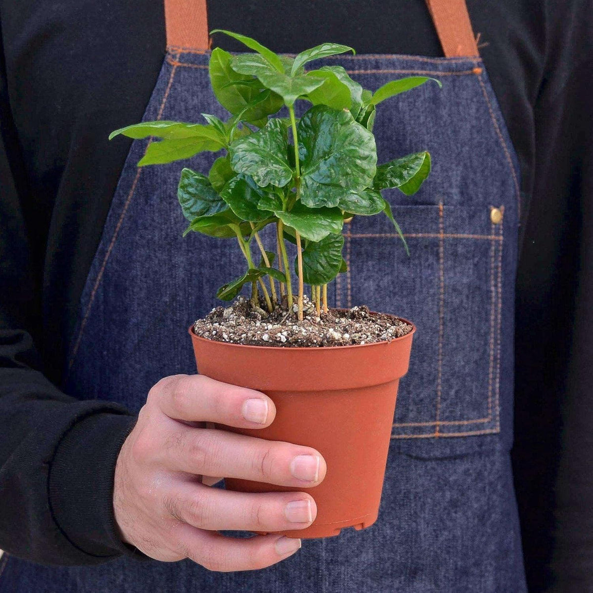 Arabica Coffee Live Plant for Indoor | Different Houseplants in 3'' Pot | Real House Plant for