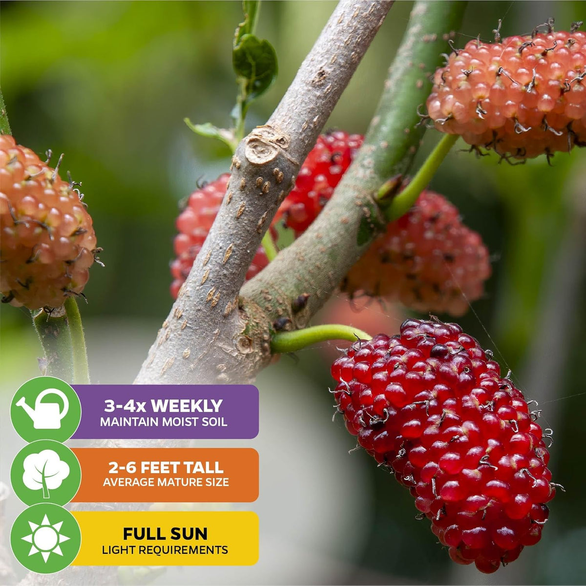 Dwarf Everbearing Black Mulberry Tree Live Plant – Morus nigra – Wellspring Gardens - Premium Fruit