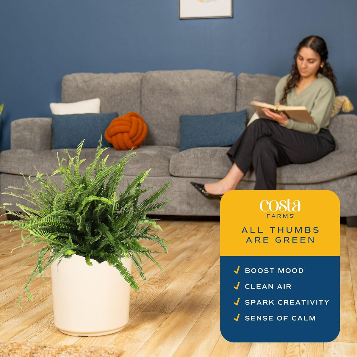 Costa Farms Kimberly Queen Fern Live Plant in Plastic Pot, Large Indoor & Outdoor Houseplant