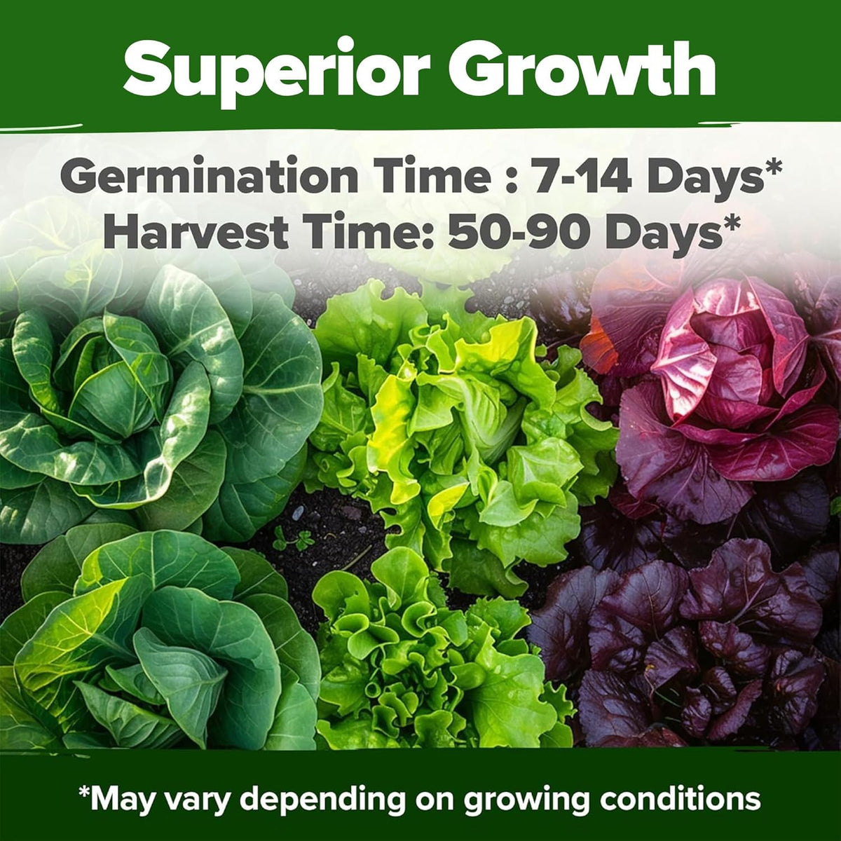 HOME GROWN 11,500+ Heirloom Lettuce Seeds - 10 Varieties Including Romaine, Buttercrunch, Iceberg