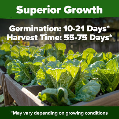 HOME GROWN 𝗨𝗦𝗔 𝗣𝗥𝗘𝗠𝗜𝗨𝗠 Collard Green Seeds - 300 Seeds for Fall Planting - High