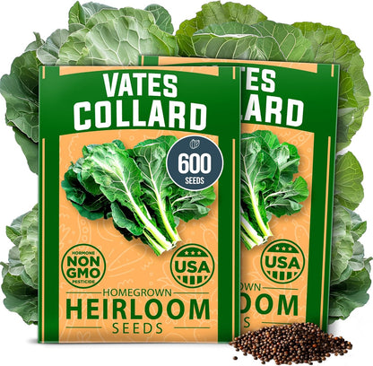 HOME GROWN Collard Green Seeds - 2 Pack - 600 Seeds for Fall Planting - High Germination
