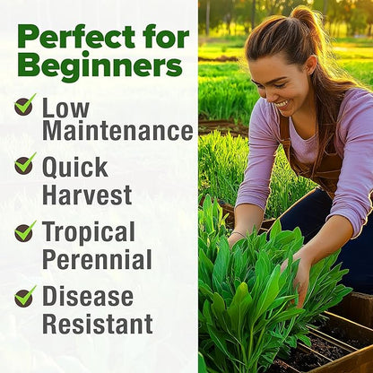 HOME GROWN 𝗨𝗦𝗔 𝗣𝗥𝗘𝗠𝗜𝗨𝗠 Culantro Seeds 360 Herb Seeds for Planting Non-GMO Heirloom