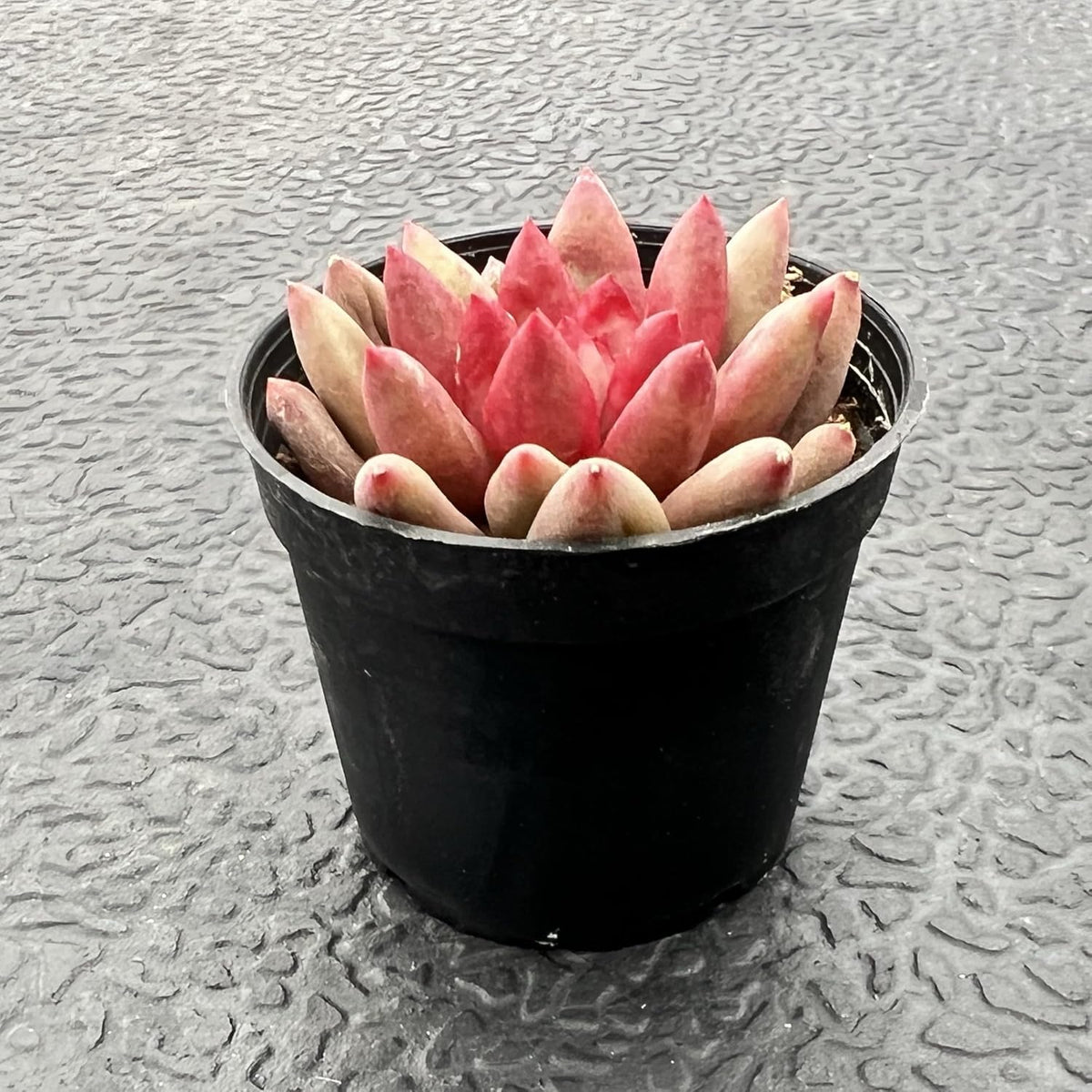 Sprout N Green Echeveria Goldfish, Rare Live Succulent Plant Fully Rooted in 2" Planter with Soil