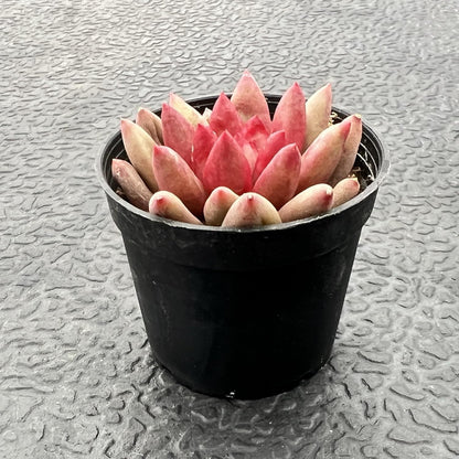 Sprout N Green Echeveria Goldfish, Rare Live Succulent Plant Fully Rooted in 2" Planter with Soil