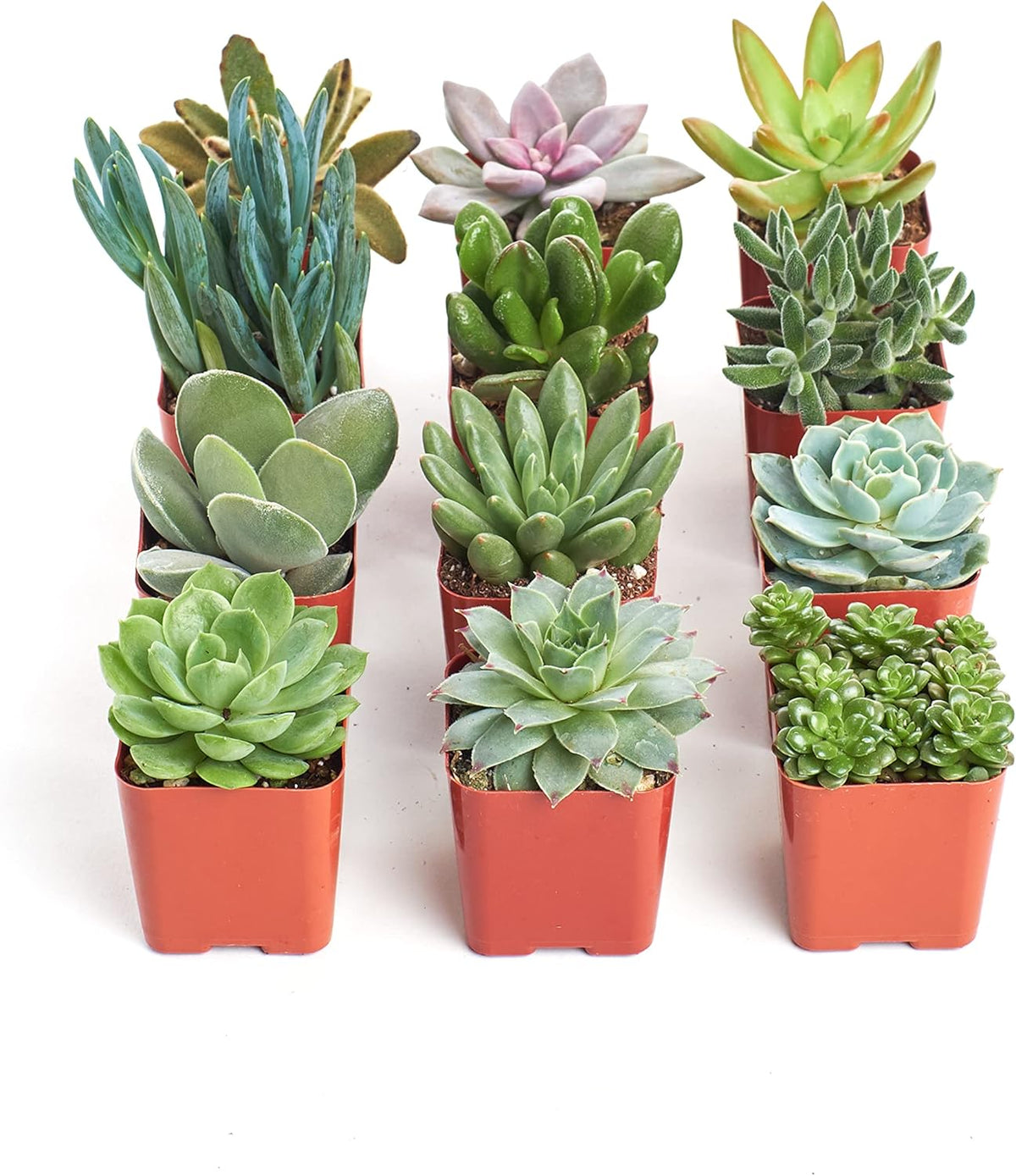 Shop Succulents Unique Succulent Plant Pack Collection - Live Mini Succulent Plants, Low