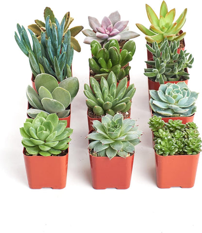 Shop Succulents Unique Succulent Plant Pack Collection - Live Mini Succulent Plants, Low
