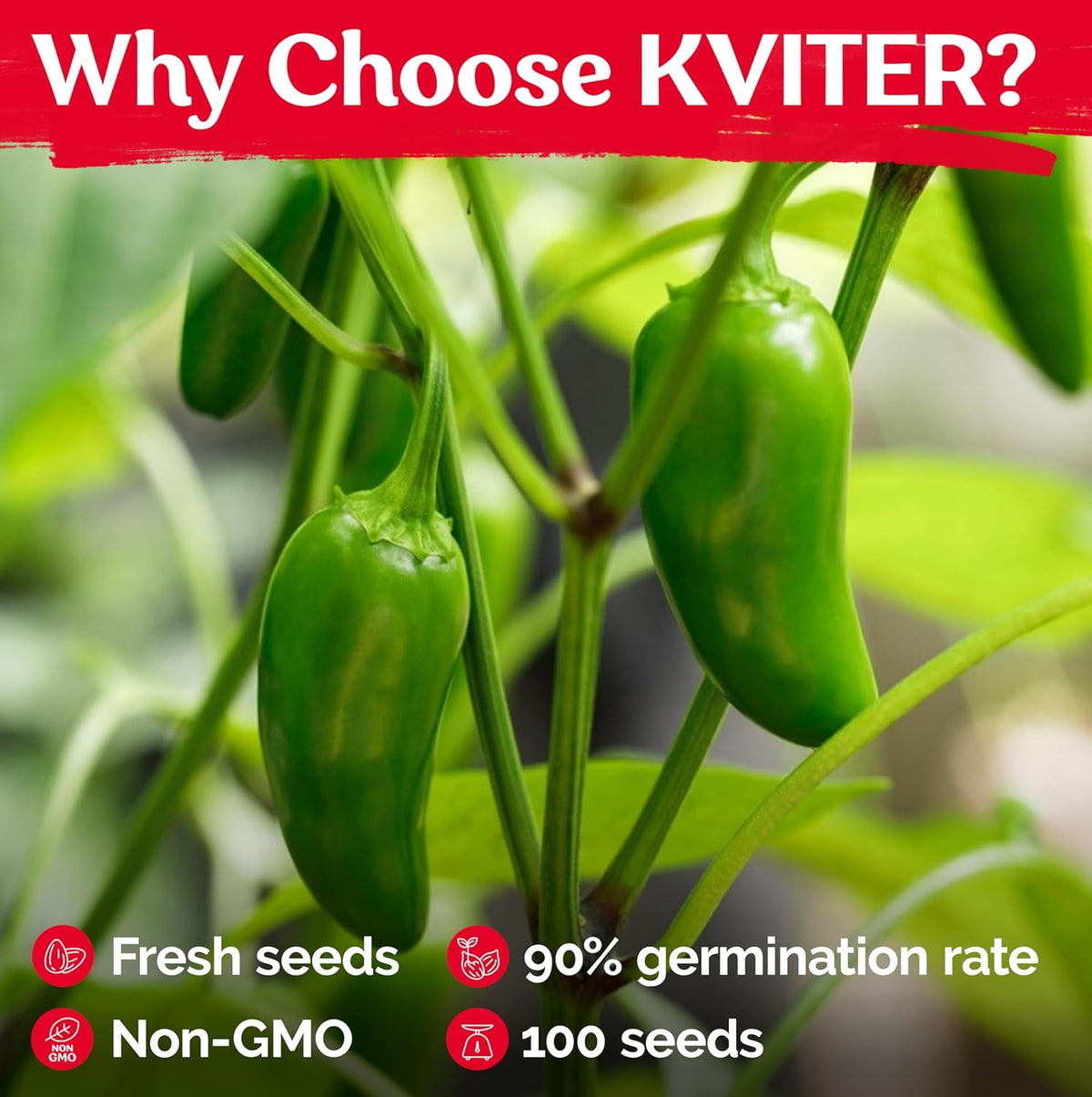 KVITER 100 Grande Jumbo Jalapeno Seeds for Planting (Capsicum Annuum) – Ultimate Stuffer Heirloom