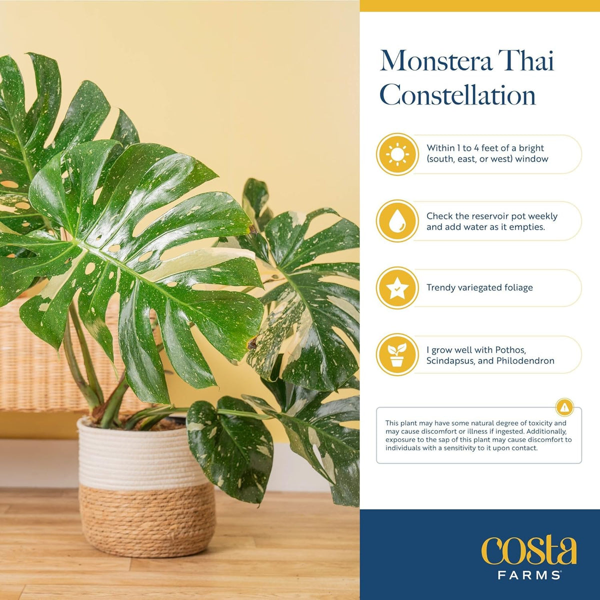 Costa Farms Thai Constellation, Variegated Monstera Live Plant in Self Watering Pot, Indoor