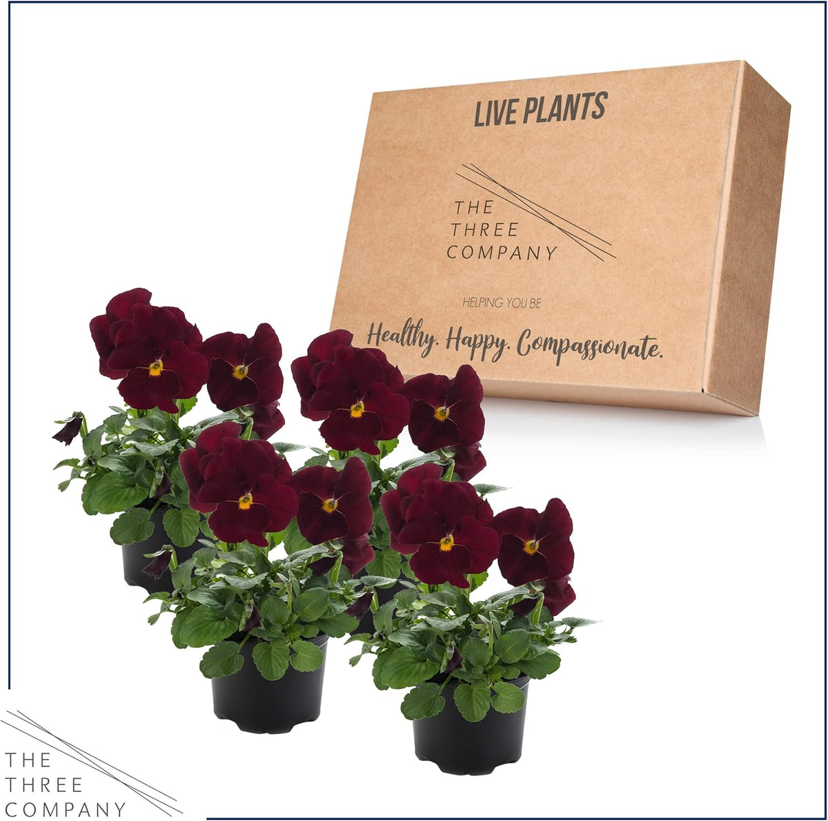 Live Healthy Flowering Pansies - Red Blotch (4 Plants Per Pack), Beautiful Fall Color, 6" Tall by