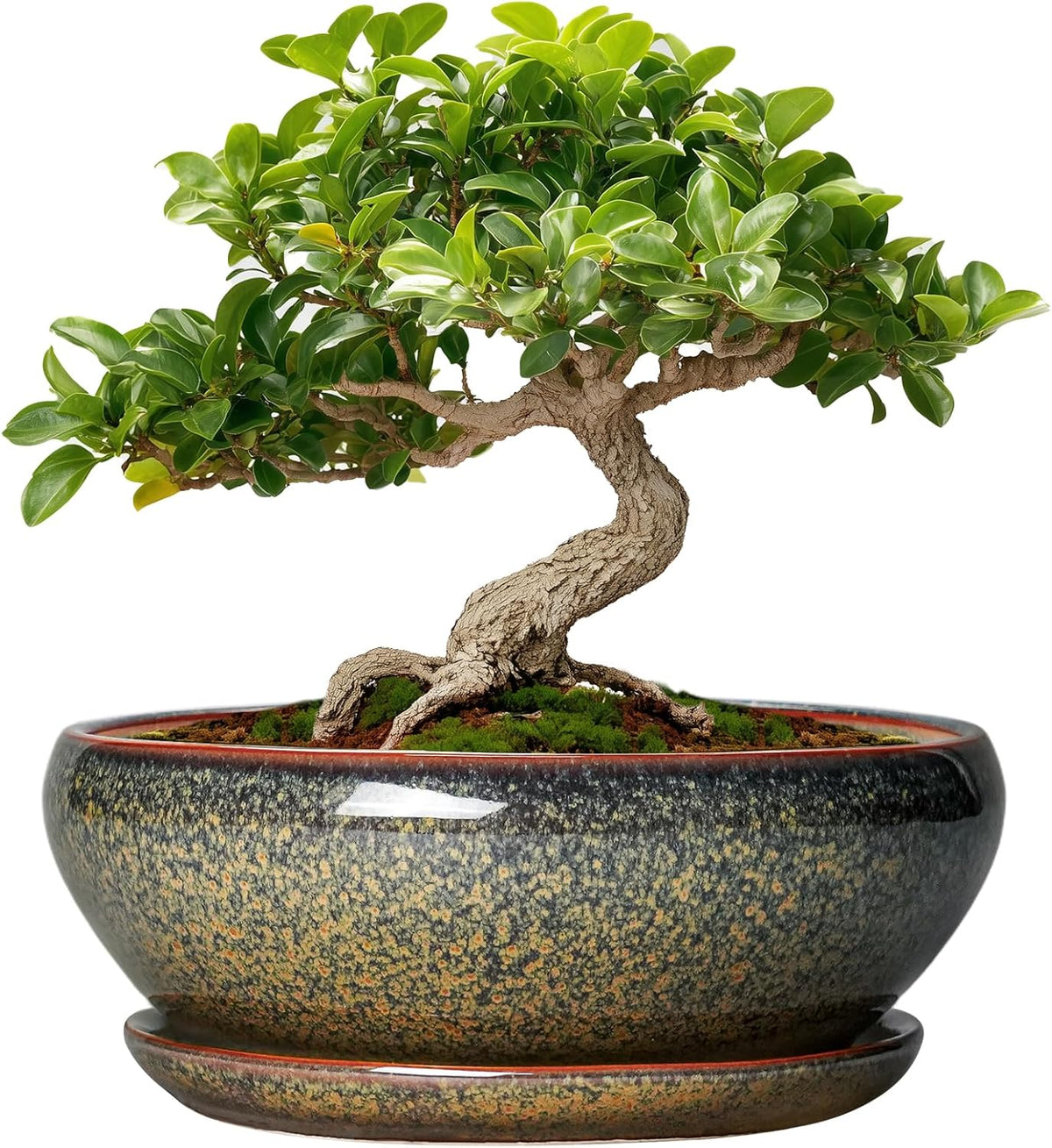 SQOWL Bonsai Pots Small - 6 Inch Ceramic Succulent Pots with Drainage Hole and Saucer, Shallow