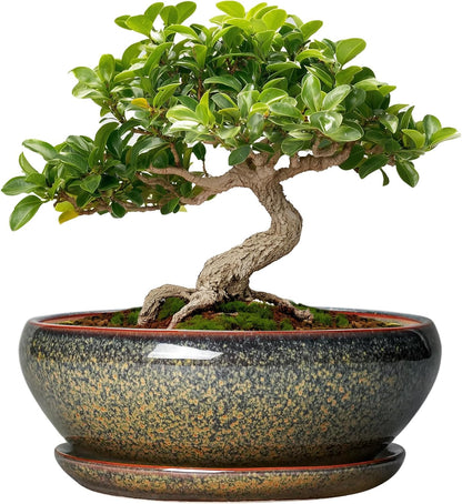 SQOWL Bonsai Pots Small - 6 Inch Ceramic Succulent Pots with Drainage Hole and Saucer, Shallow