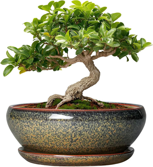 SQOWL Bonsai Pots Small - 6 Inch Ceramic Succulent Pots with Drainage Hole and Saucer, Shallow