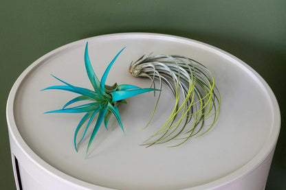 Coral Colorful Tillandsia Air Plants - Long Lasting Color Enhanced Live Tillandsia Succulent House