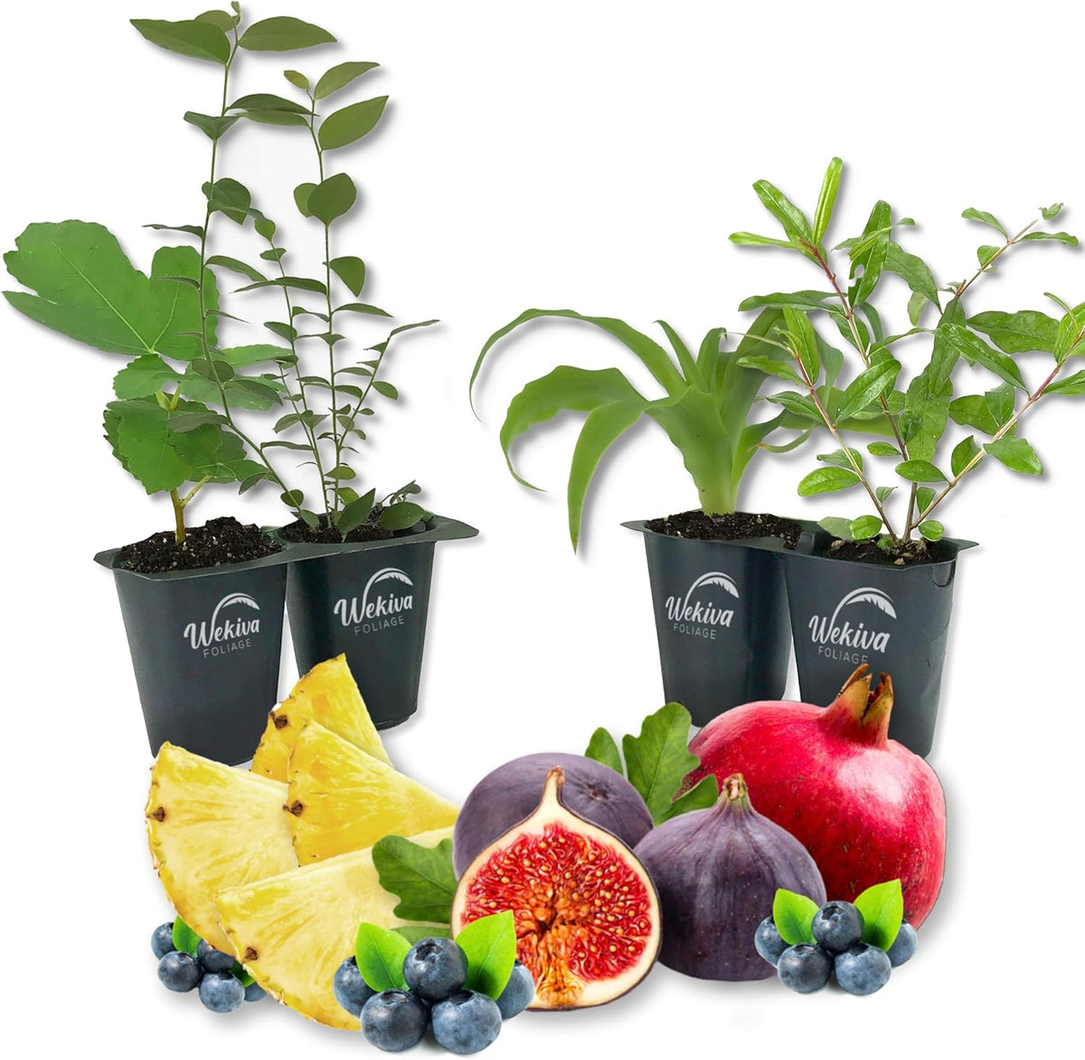 Patio Fruit Plant Variety Pack - 4 Live Starter Plants - One Each of Fig Tree, Blueberry