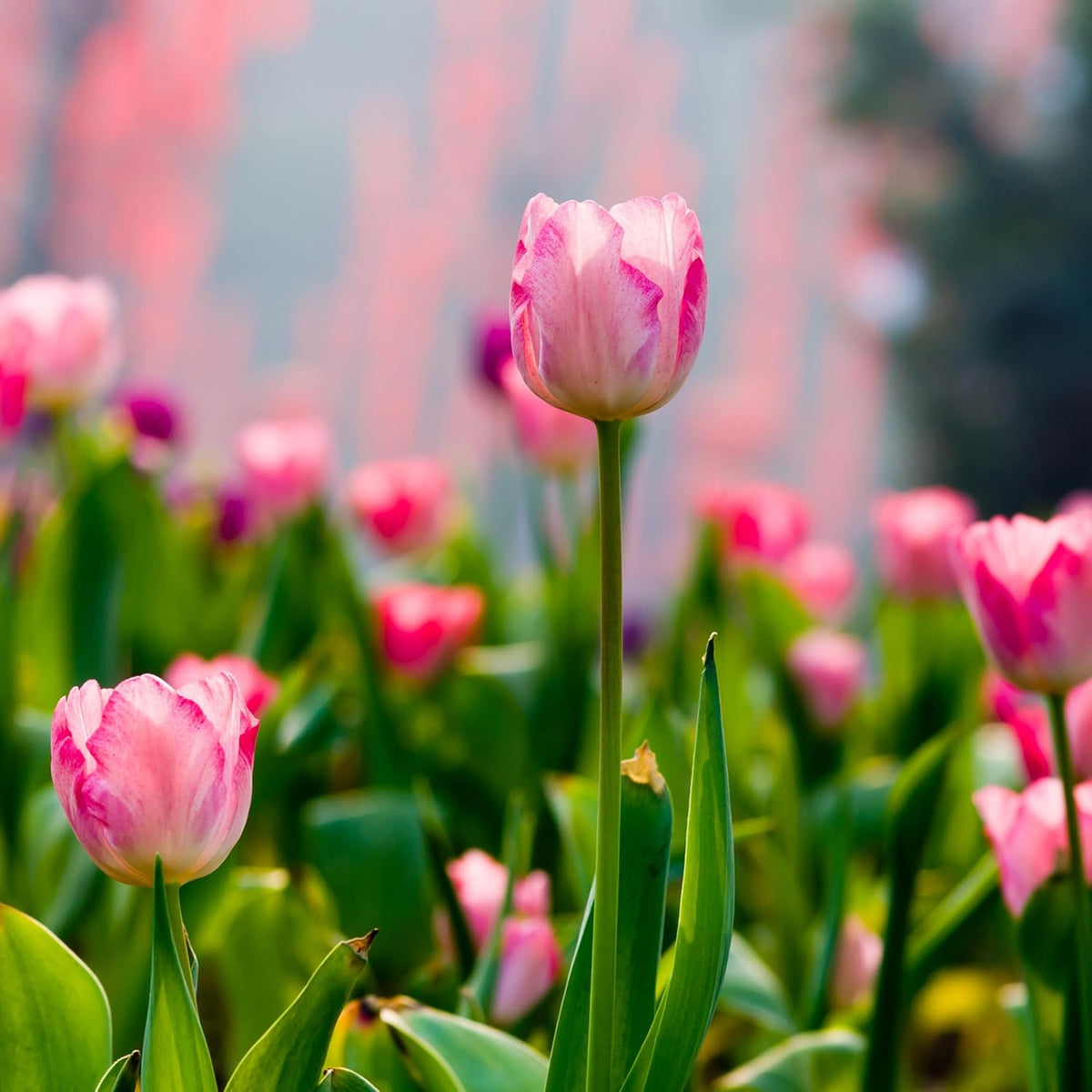 Showgirl Pink Tulip Bulbs – Gardener’s Favorite Spring Flowers | 10 Premium Perennial Bulbs for