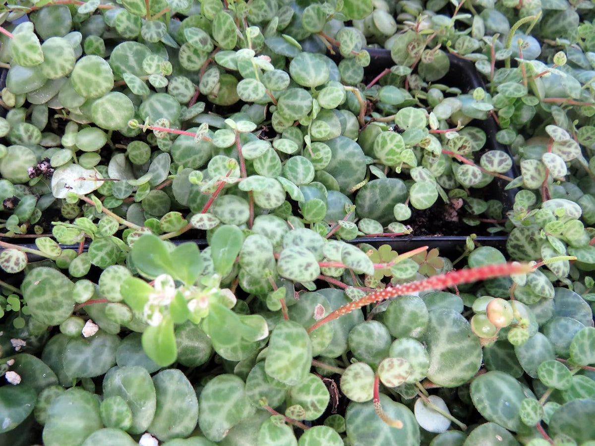 String of Hearts/Turtles/Peace Sign/Cross - Peperomia prostrata- 2.5" Pot
