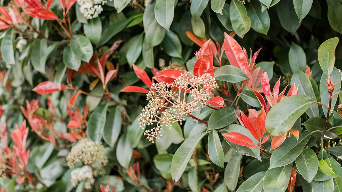 Photinia Red Tip | 2 Large Gallon Size Plants | Photinia x Fraseri | Evergreen Landscape Hedge Shrub