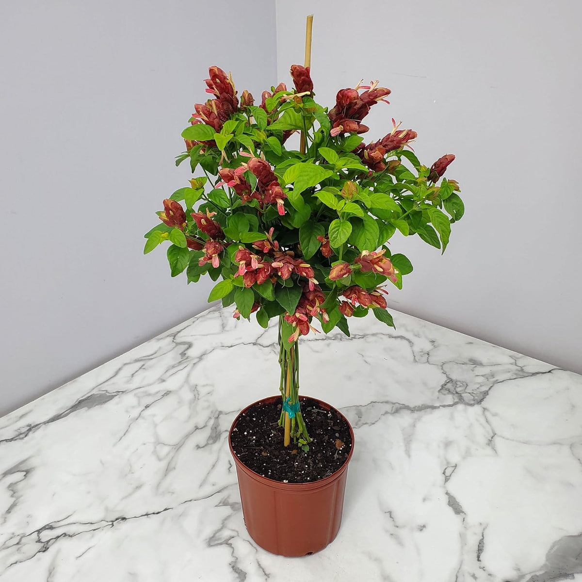 Braided Shrimp Tree - Red Flowers - Overall Height 36" to 42" - Tropical Plants of Florida (Plant