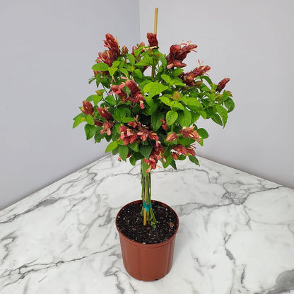 Braided Shrimp Tree - Red Flowers - Overall Height 36" to 42" - Tropical Plants of Florida (Plant