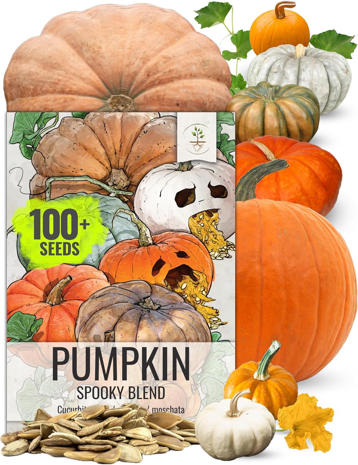 Seed Needs Pumpkin Seeds Specialty Spooky Blend 10+ Varieties | Lumina White, Baby Boo, Blue