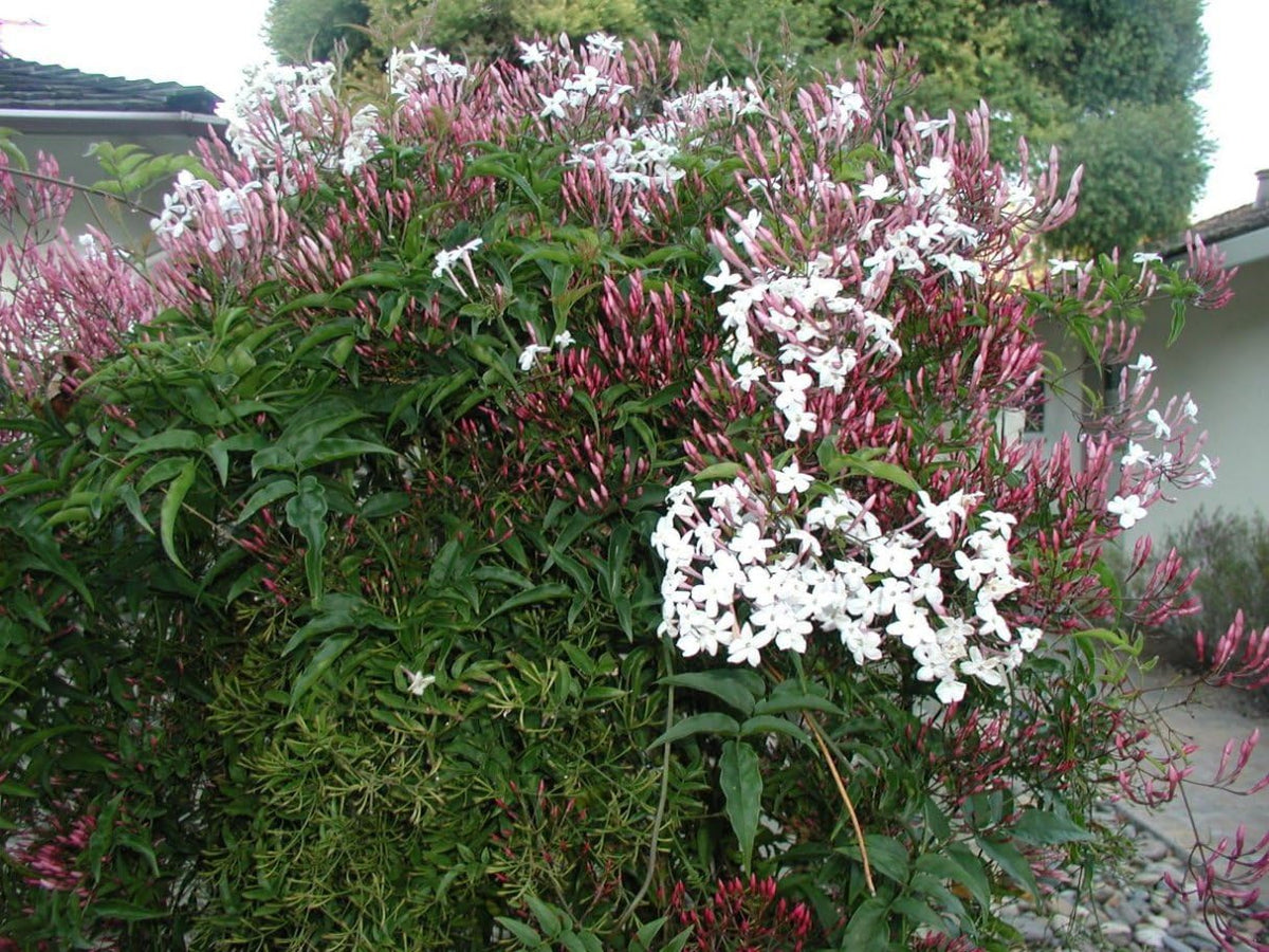 Pink Jasmine Vine - Jasminum Polyanthum - Fragrant & Blooming, Perfect for Indoor/Outdoor Decor (4