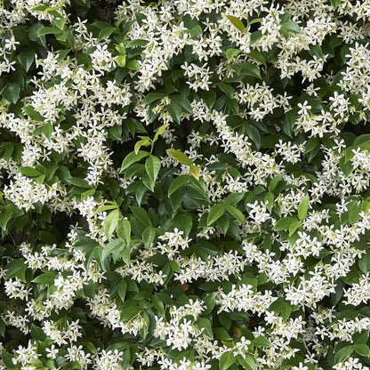 Star Jasmine/Confederate Jasmine - Trachelospermum Jasminoides. Live. Fragrant Flowers. (2 Plants