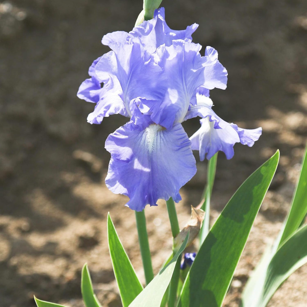 Easy to Grow Bearded Iris Victoria Falls - 3 Plant Bulbs Rhizomes, Lavender Blue & White Flowers in