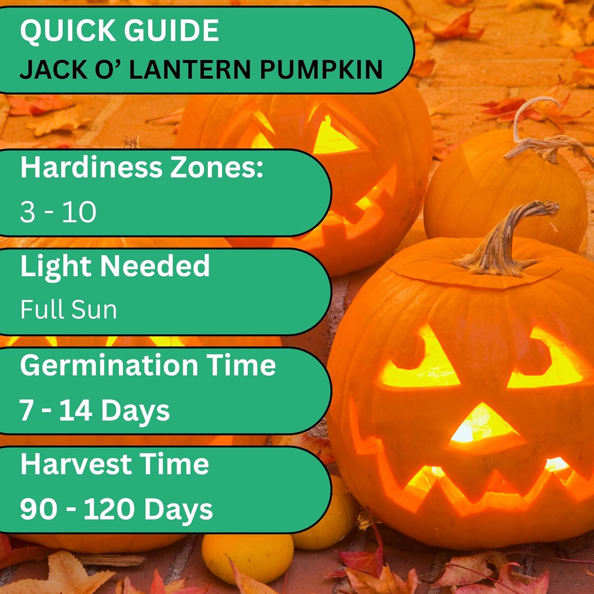 Woods Creek Seeds: Jack O Lantern Pumpkin Seeds for Planting - Over 40 Heirloom Non-GMO Pumpkin