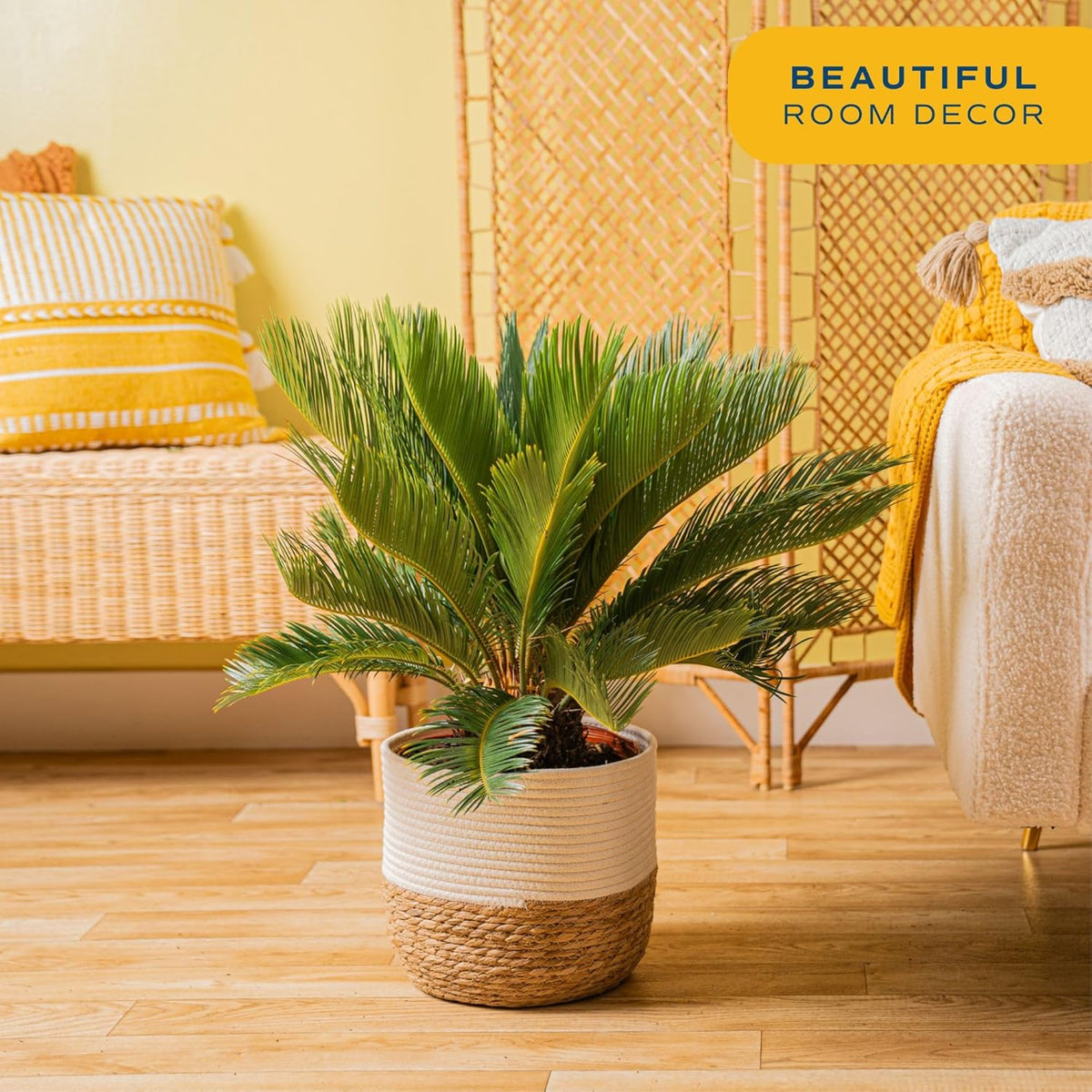 Costa Farms Sago Palm Live Plant | 2-3 Feet Tall | Easy to Grow Live Indoor Houseplant in 10-Inch