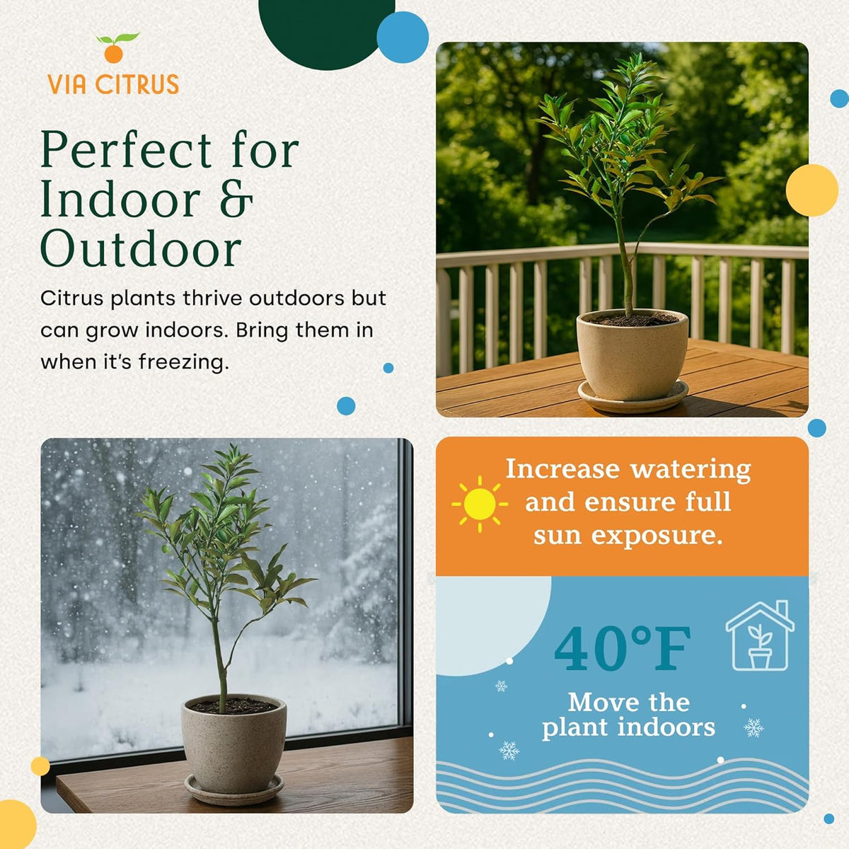 Grafted Kumquat Live Tree Plants Outdoor Plant 14-18" Tall - Sweet Kumquat Fruiting Tree Cannot