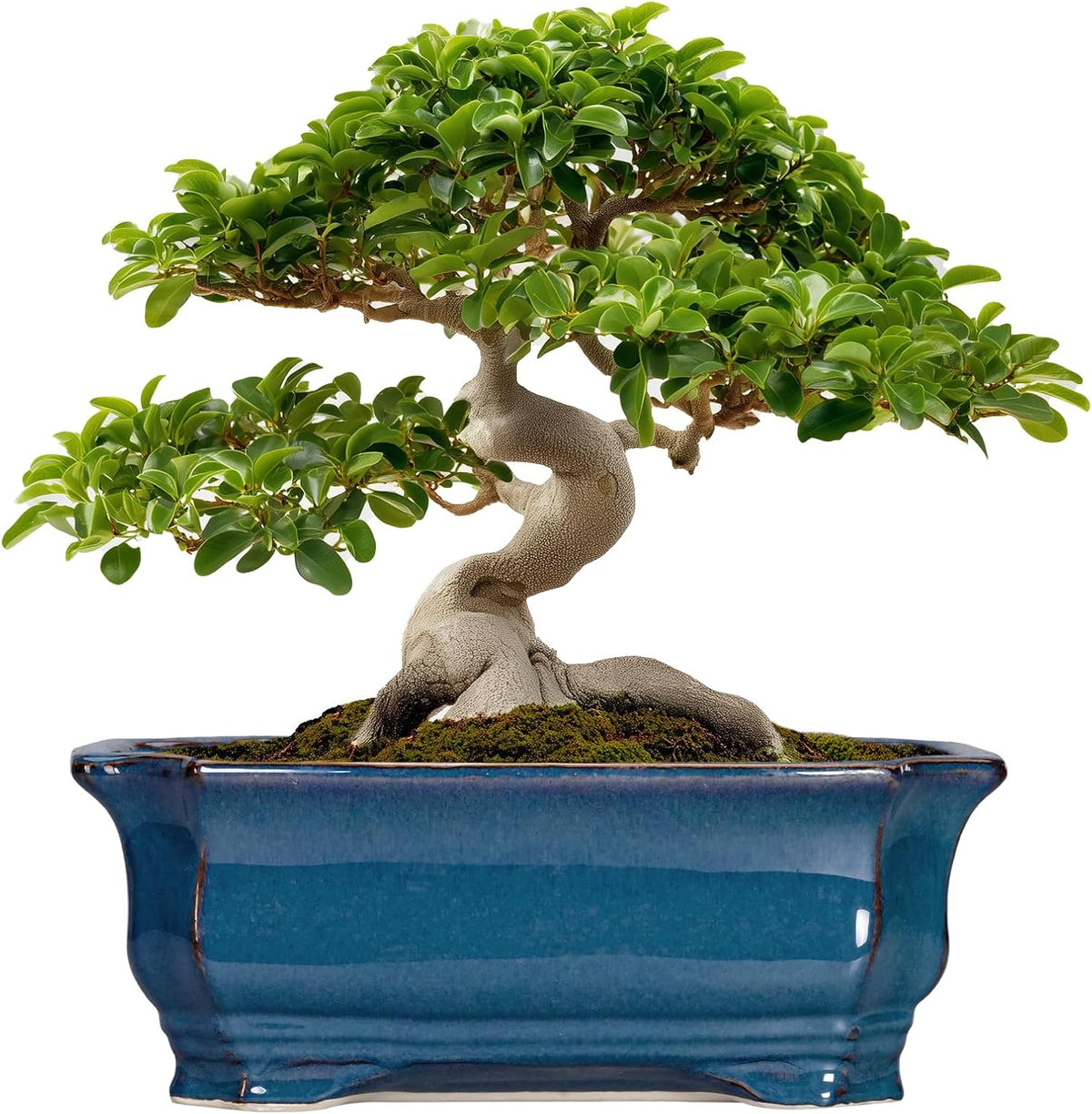 Bonsai Tree Pot - 13.7 Inch Large Ceramic Succulent Planter for Indoor Outdoor, Rectangle Plant Pot
