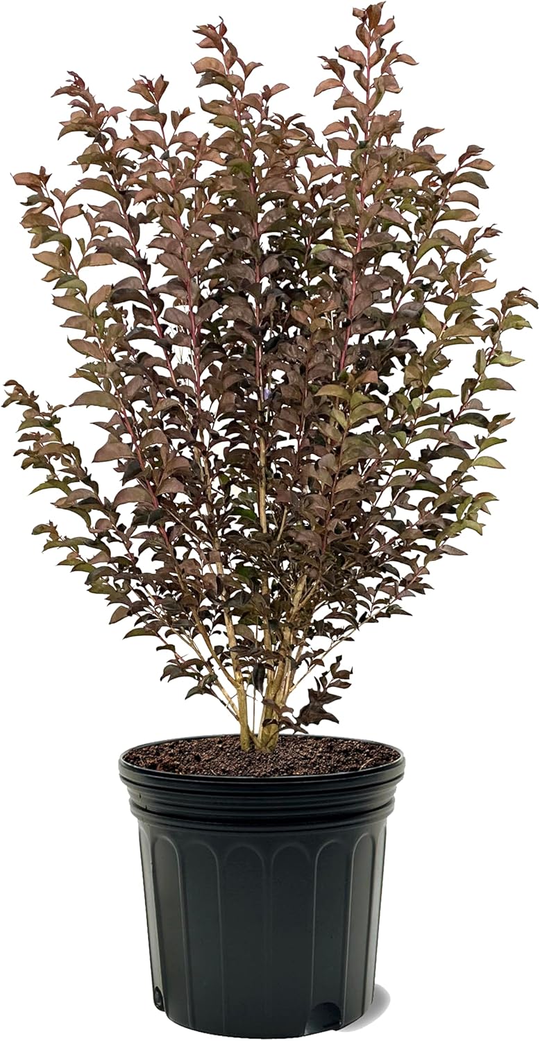 American Plant Exchange Black Diamond Lavender Lace Crape Myrtle Tree Live, 7-Gallon Pot, 2-3ft