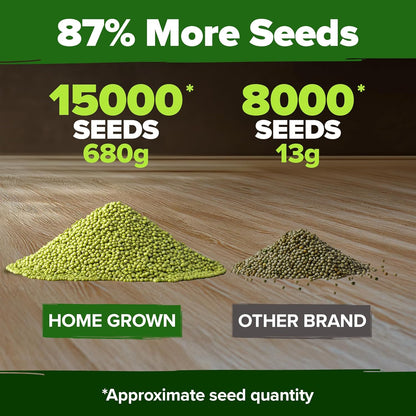HOME GROWN Mung Beans Seeds Pack 1.5 lb – 𝗨𝗦𝗔 Over 15,000 Sprouting Seeds – Grow Fresh Mung Bean
