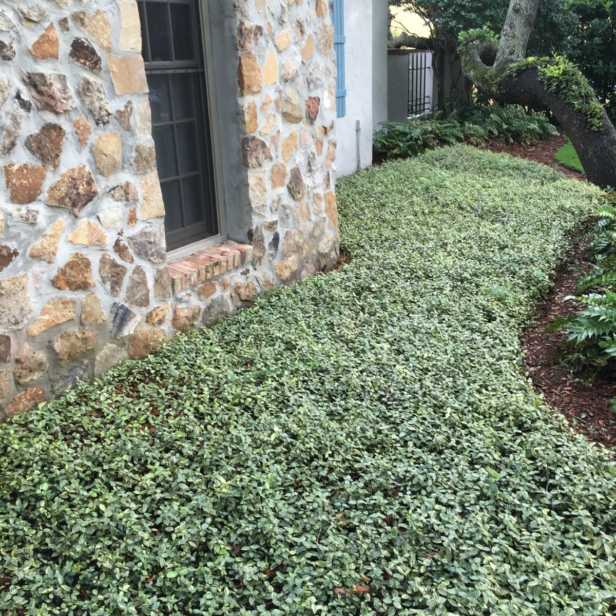 Variegated Asiatic Jasmine | 1 Live 4 Inch Plant | Trachelospermum Asiaticum | Fast Growing Ground