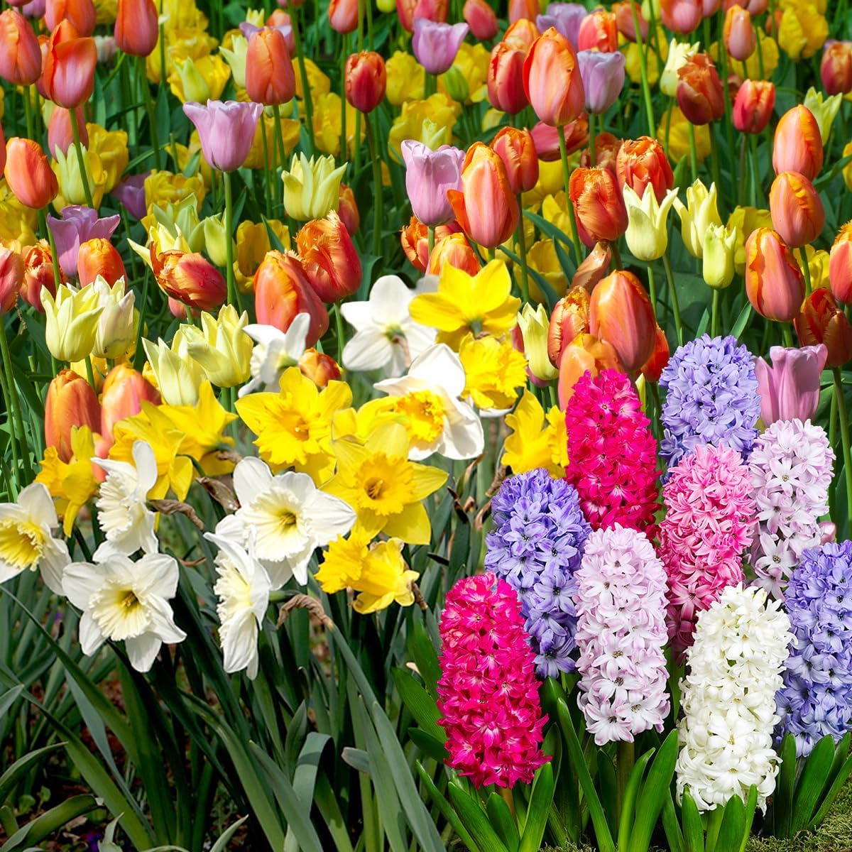 Complete Spring Flower Bulb Garden – Mixed Tulips, Daffodils & Hyacinths – 75 Bulk Bulbs for
