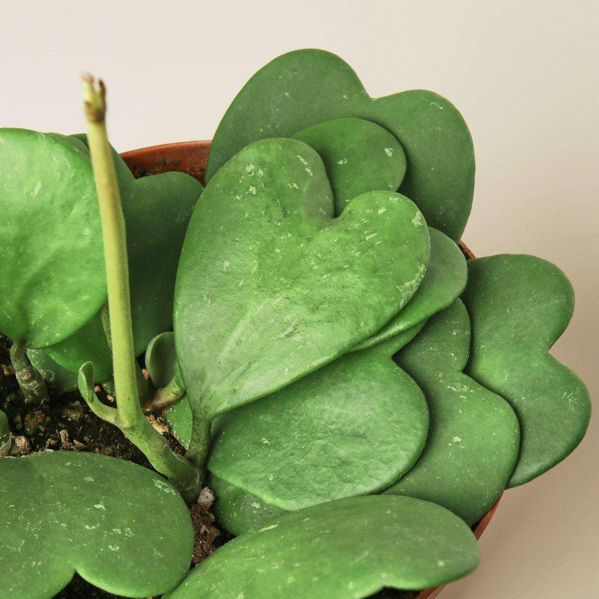 Hoya Sweetheart Live Plant for Indoor | Different Houseplants in 3'' Pot | Real House Plant for