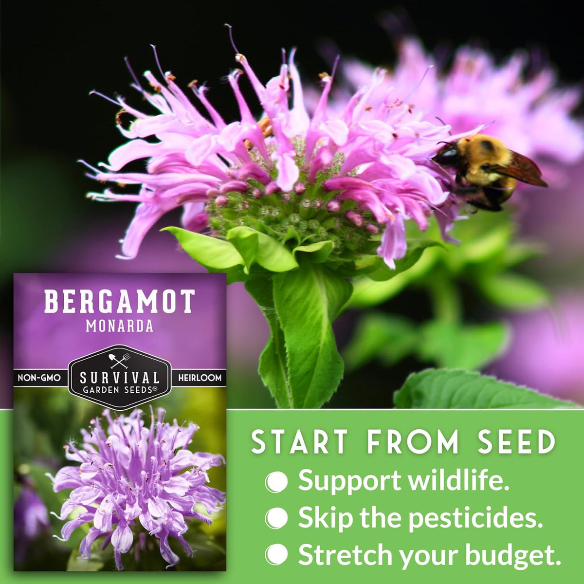 Survival Garden Seeds - Bergamot Herb (Bee Balm) Seed for Planting - 2 Packets with Instructions to