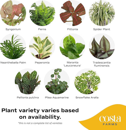 Costa Farms Live Plants (Pack of 4), Easy to Grow Live Indoor Houseplants in 3.8-Inch Plant Pots
