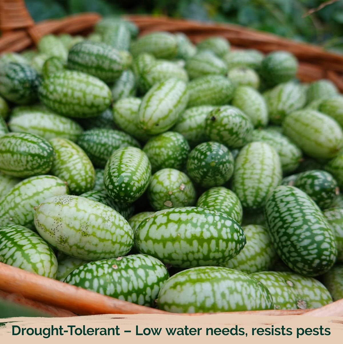 KVITER 75 Cucamelon Seeds for Planting (Melothria Scabra) – Mexican Sour Gherkin Seeds, Gherkin