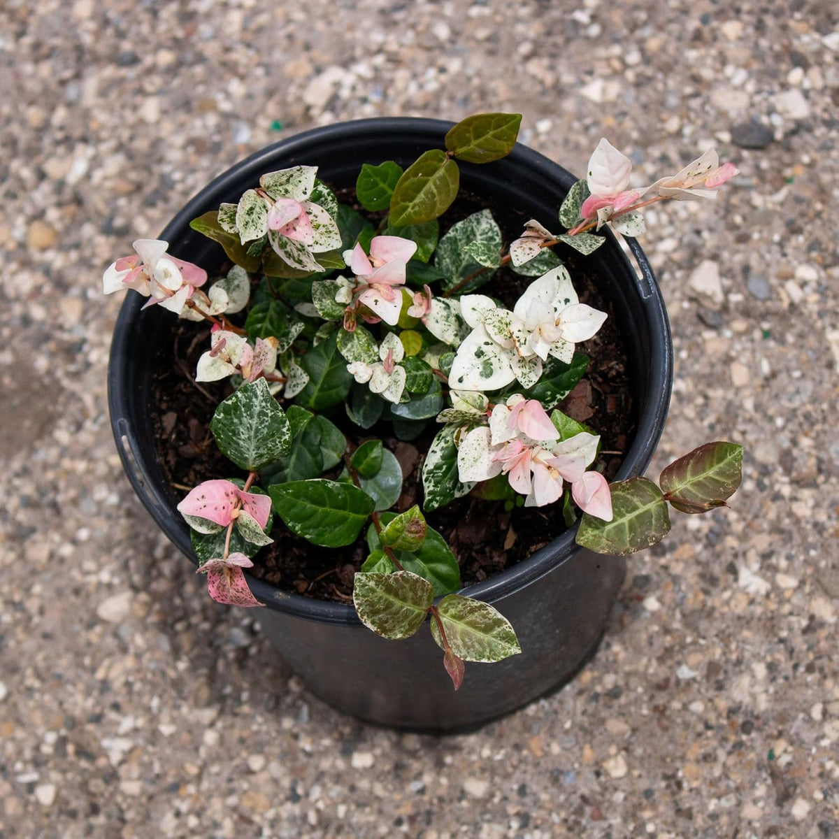 American Plant Exchange Snow & Summer Jasmine – 6-Inch with Pot – Live Fragrant Flowering Climbing